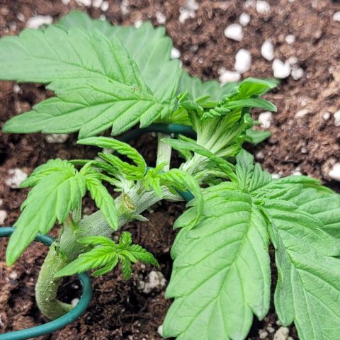 Moby Dick Auto growlog timeline photo
