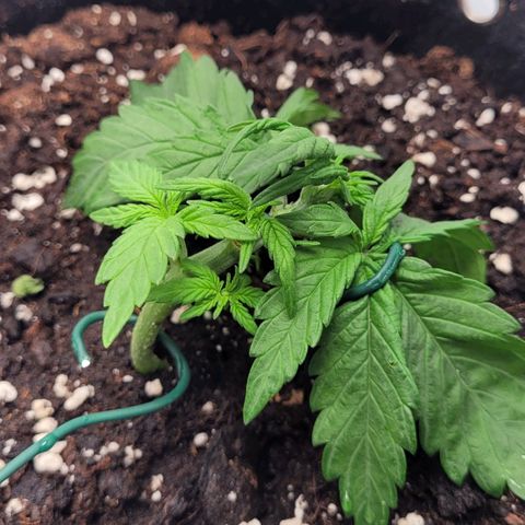 Moby Dick Auto growlog timeline photo