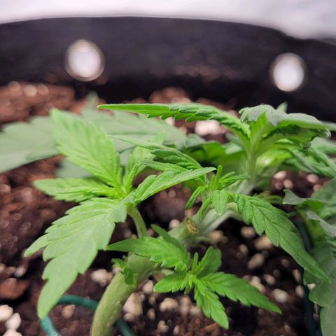 Moby Dick Auto growlog timeline photo