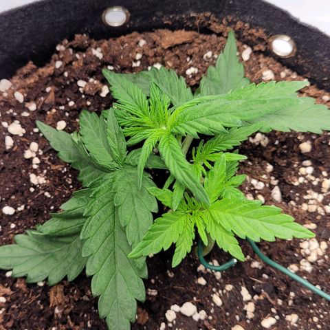Moby Dick Auto growlog timeline photo