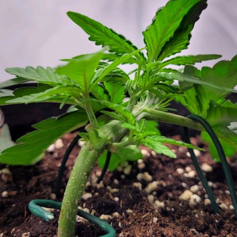 Moby Dick Auto growlog timeline photo