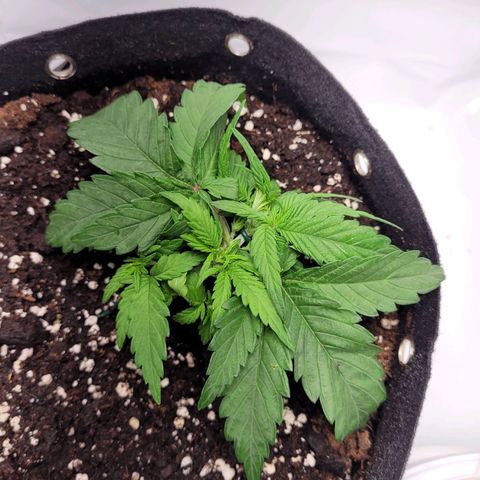 Moby Dick Auto growlog timeline photo