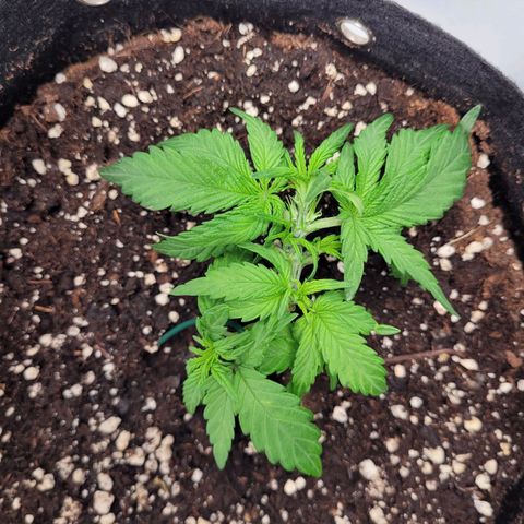 Moby Dick Auto growlog timeline photo