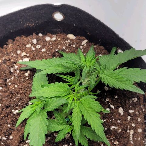 Moby Dick Auto growlog timeline photo