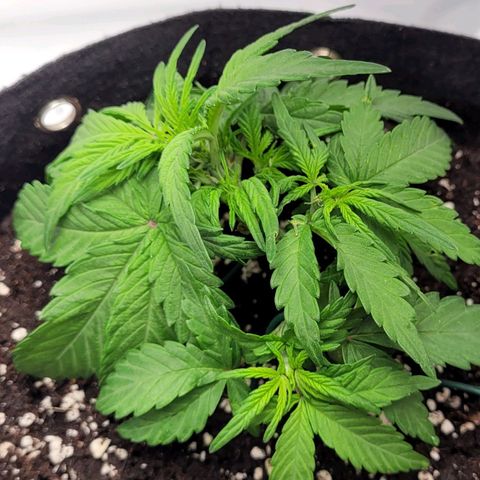 Moby Dick Auto growlog timeline photo