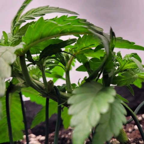 Moby Dick Auto growlog timeline photo