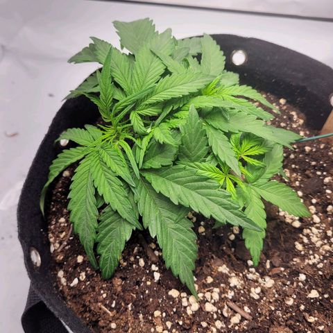 Moby Dick Auto growlog timeline photo