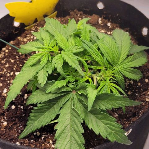 Moby Dick Auto growlog timeline photo