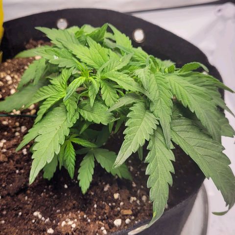 Moby Dick Auto growlog timeline photo