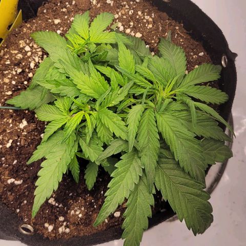 Moby Dick Auto growlog timeline photo