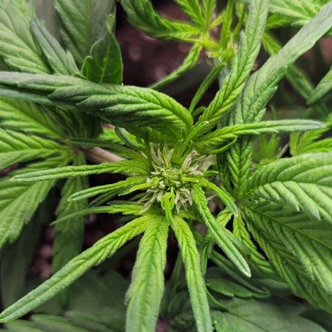 Moby Dick Auto growlog timeline photo