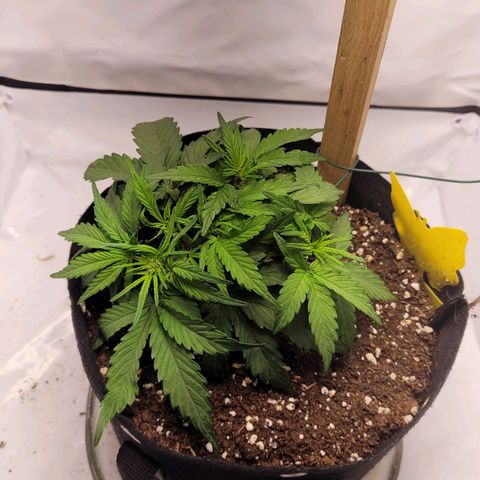 Moby Dick Auto growlog timeline photo