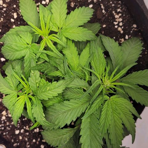 Moby Dick Auto growlog timeline photo