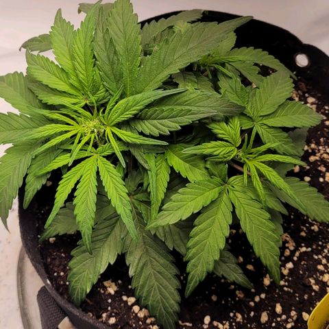 Moby Dick Auto growlog timeline photo