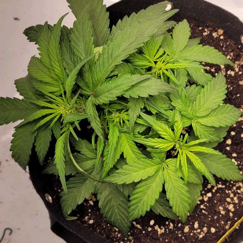 Moby Dick Auto growlog timeline photo