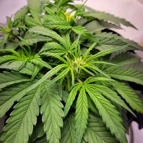 Moby Dick Auto growlog timeline photo