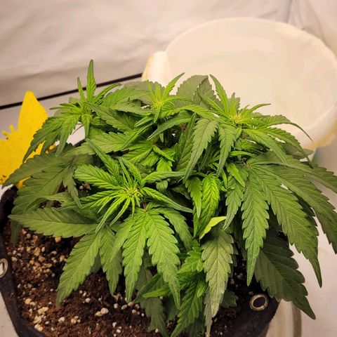 Moby Dick Auto growlog timeline photo