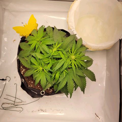 Moby Dick Auto growlog timeline photo