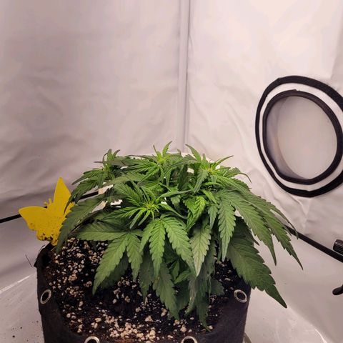 Moby Dick Auto growlog timeline photo