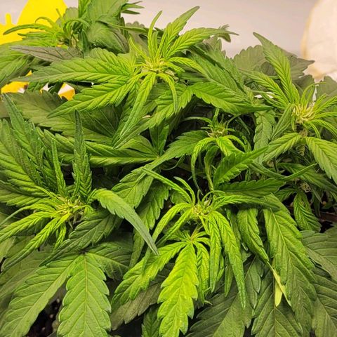 Moby Dick Auto growlog timeline photo