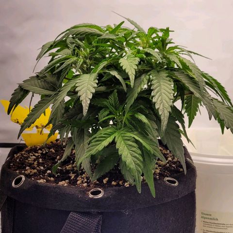 Moby Dick Auto growlog timeline photo
