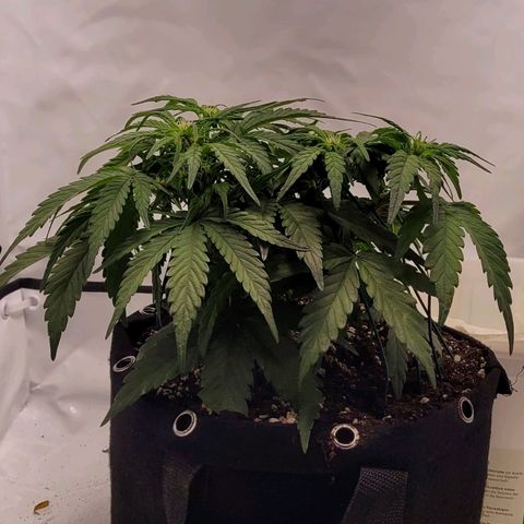 Moby Dick Auto growlog timeline photo