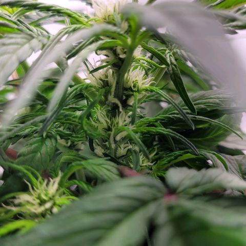 Moby Dick Auto growlog timeline photo