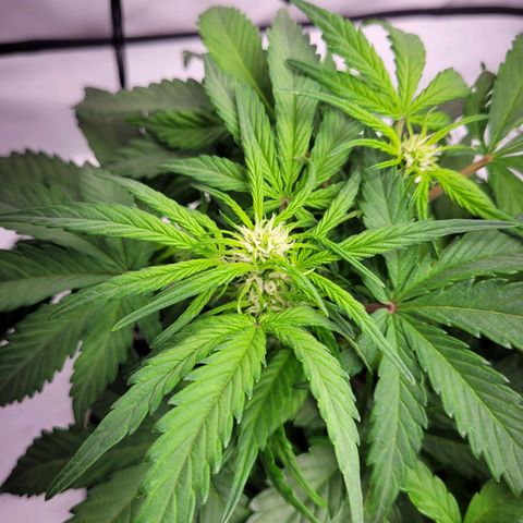 Moby Dick Auto growlog timeline photo