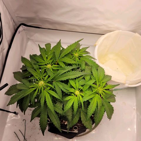 Moby Dick Auto growlog timeline photo