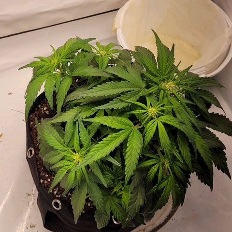 Moby Dick Auto growlog timeline photo