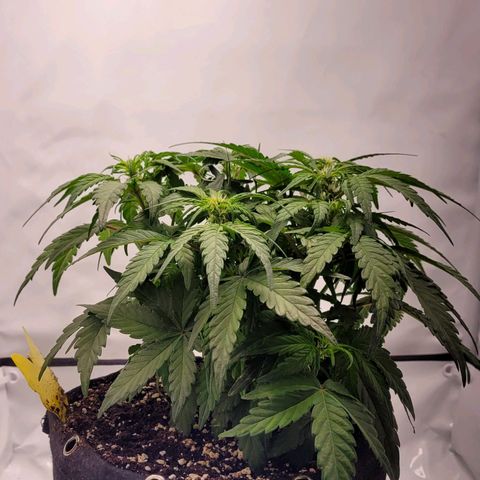 Moby Dick Auto growlog timeline photo