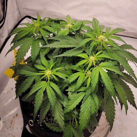 Moby Dick Auto growlog timeline photo