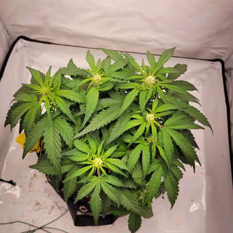 Moby Dick Auto growlog timeline photo