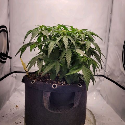 Moby Dick Auto growlog timeline photo