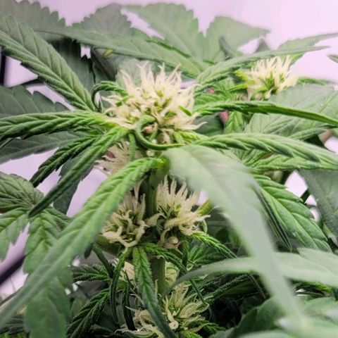 Moby Dick Auto growlog timeline photo