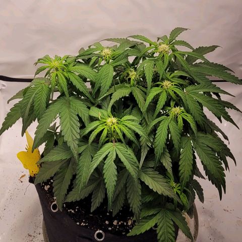 Moby Dick Auto growlog timeline photo