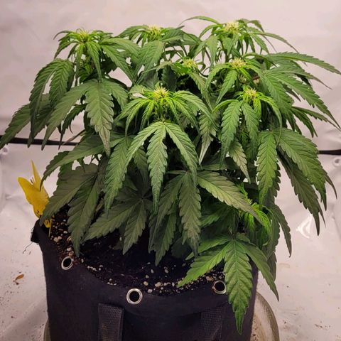 Moby Dick Auto growlog timeline photo