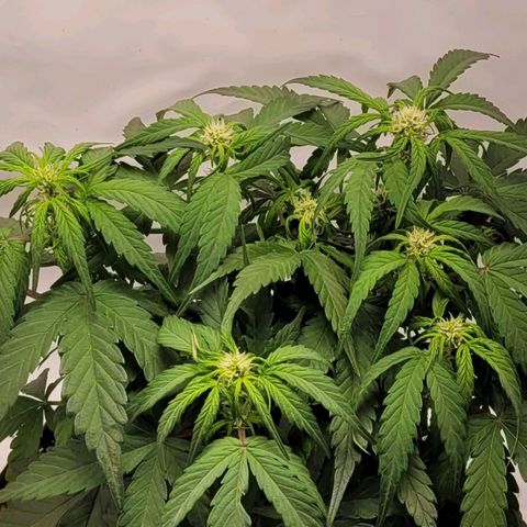 Moby Dick Auto growlog timeline photo