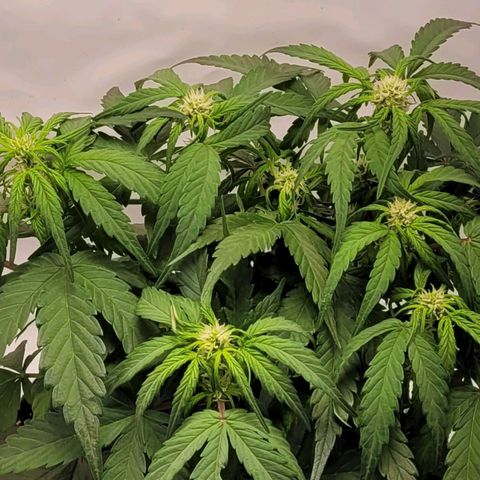 Moby Dick Auto growlog timeline photo
