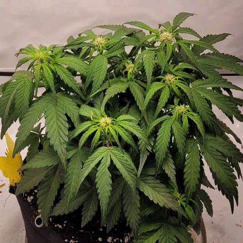 Moby Dick Auto growlog timeline photo