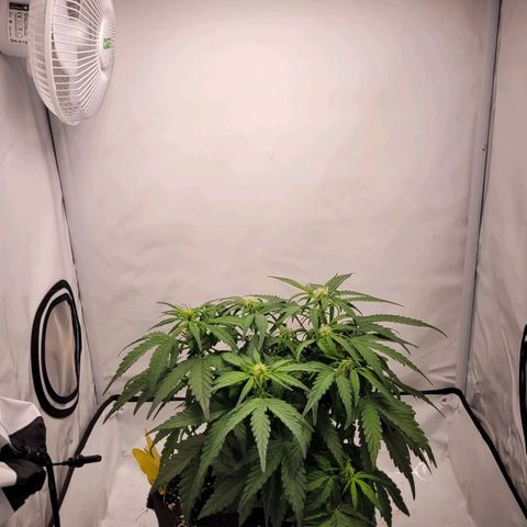 Moby Dick Auto growlog timeline photo