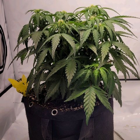 Moby Dick Auto growlog timeline photo