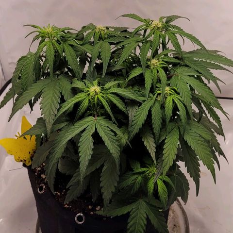 Moby Dick Auto growlog timeline photo