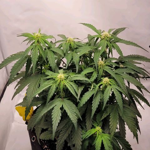 Moby Dick Auto growlog timeline photo