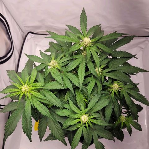 Moby Dick Auto growlog timeline photo