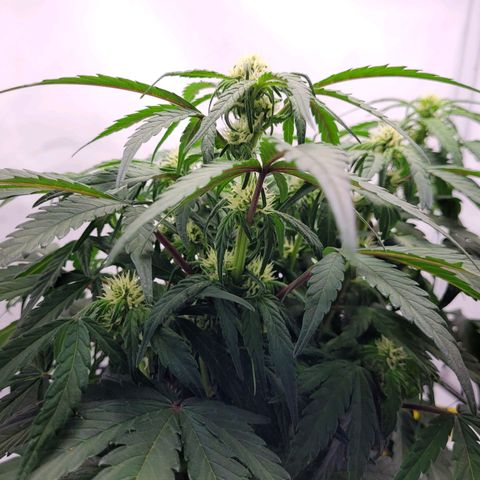 Moby Dick Auto growlog timeline photo