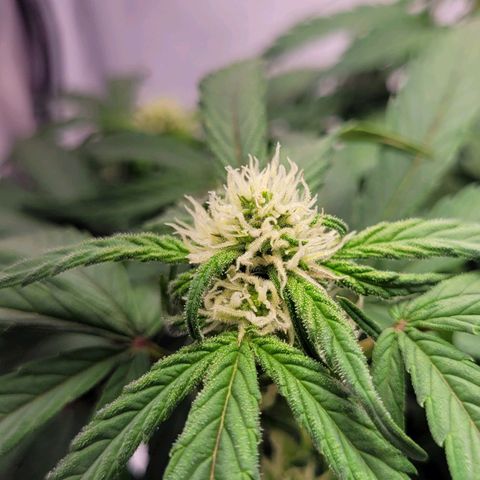 Moby Dick Auto growlog timeline photo