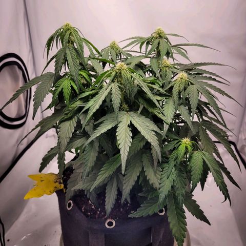 Moby Dick Auto growlog timeline photo