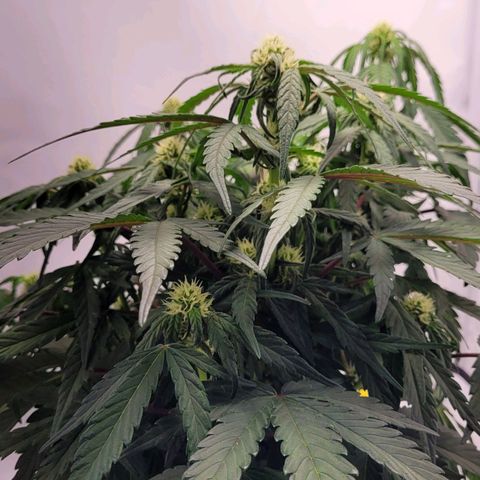 Moby Dick Auto growlog timeline photo