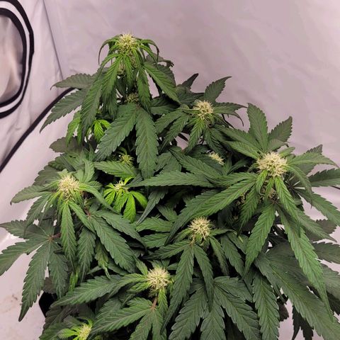 Moby Dick Auto growlog timeline photo